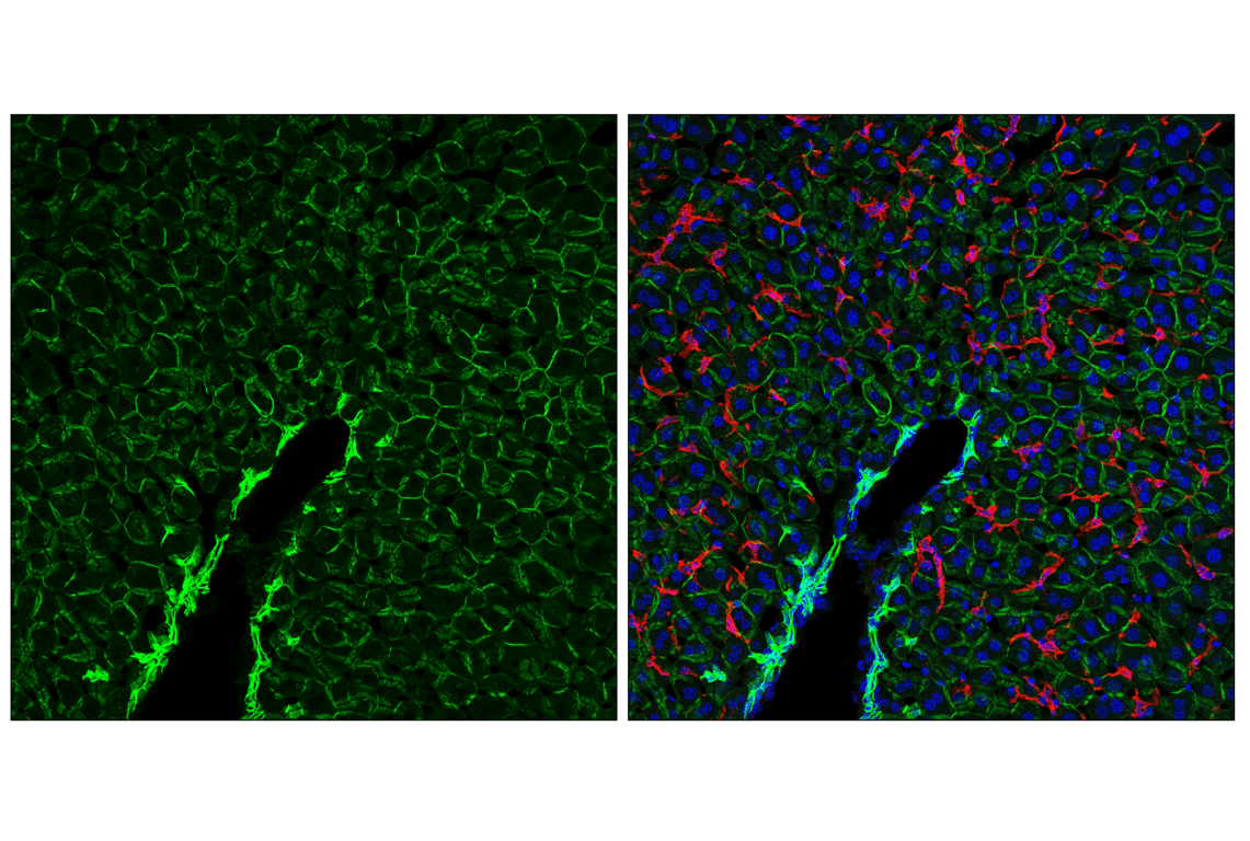 Immunofluorescence Image 1: ALCAM (F3V8Q) Rabbit Monoclonal Antibody