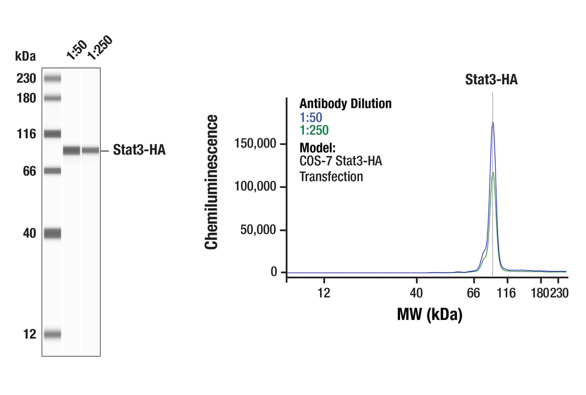 Western Blotting Image 1: HA-Tag (6E2) Mouse Monoclonal Antibody
