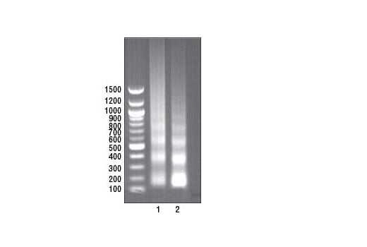 undefined Image 1: SimpleChIP<sup>®</sup> Plus Enzymatic Chromatin IP Kit (Agarose Beads)