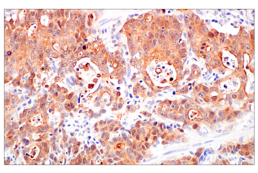 Immunohistochemistry Image 3: Villin-1 (CWWB1) Mouse Monoclonal Antibody