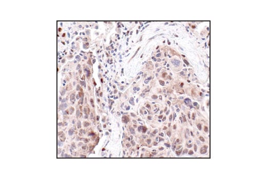 Immunohistochemistry Image 2: Phospho-(Ser/Thr) PKA Substrate Antibody
