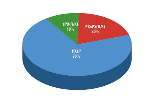 PTMScan Image 2: PTMScan<sup>®</sup> Phospho-MAPK/CDK Substrate Motif (PXS*P and S*PXK/R) Kit