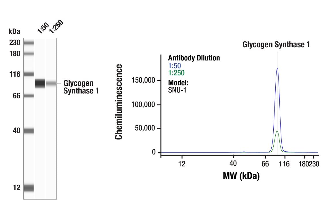 WESTERN GERMANY アカンサス レポゼ クリスタル ブローチ i07 Glycogen Synthase 1 (GYS1) (F4L8X) Rabbit mAb | Cell
