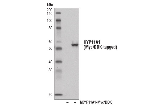 Western Blotting Image 2: CYP11A1 (D8F4F) Rabbit Monoclonal Antibody
