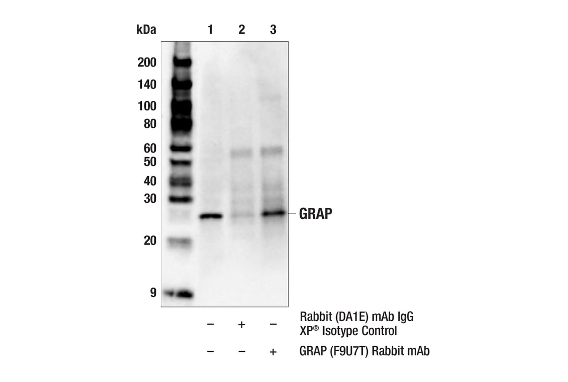 Immunoprecipitation Image 1: GRAP (F9U7T) Rabbit Monoclonal Antibody