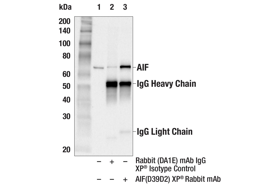 undefined Image 50: Organelle Localization IF Antibody Sampler Kit