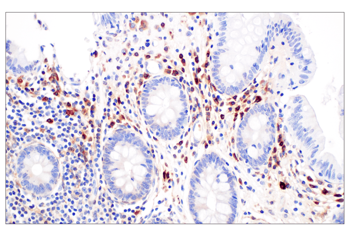Immunohistochemistry Image 6: FTL (F9O4I) Rabbit Monoclonal Antibody