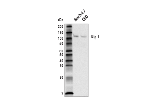 undefined Image 17: Rig-I Pathway Antibody Sampler Kit