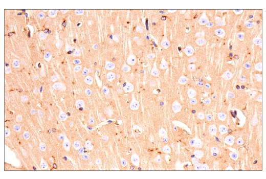 Immunohistochemistry Image 1: ApoE (E7X2A) Rabbit Monoclonal Antibody