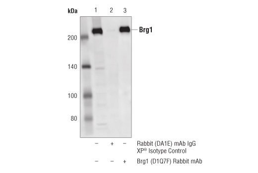 undefined Image 18: PBAF Complex Antibody Sampler Kit