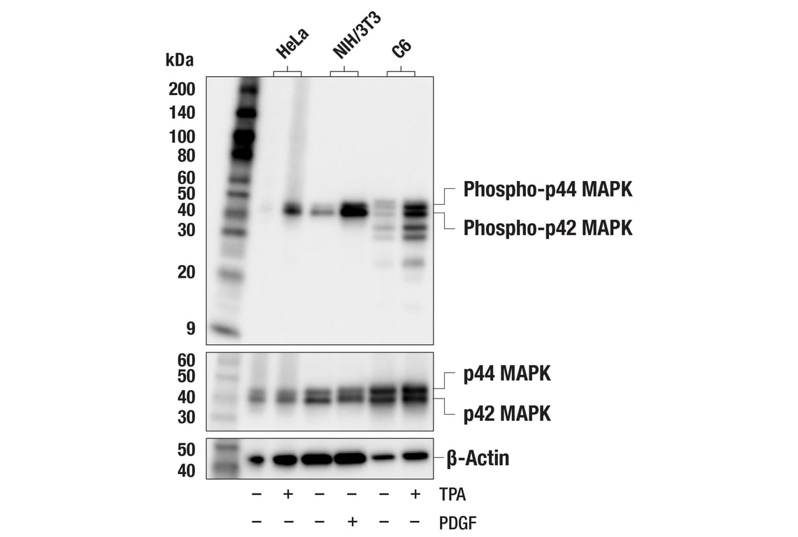 Western Blotting Image 2: Phospho-p44/42 MAPK (Erk1/2) (Thr202/Tyr204) (197G2) Rabbit Monoclonal Antibody (Biotinylated)
