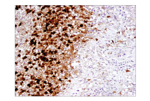 Immunohistochemistry Image 1: IL-1 beta (3A6) Mouse Monoclonal Antibody (BSA and Azide Free)
