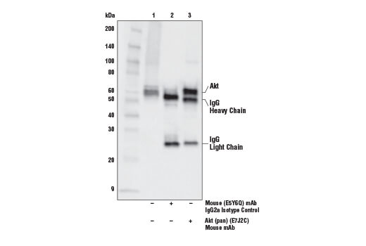 Immunoprecipitation Image 1: Akt (pan) (E7J2C) Mouse Monoclonal Antibody