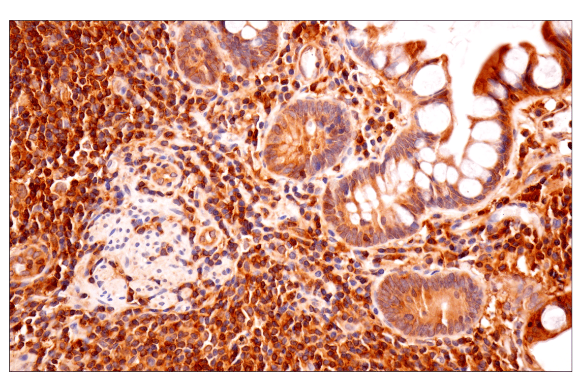 Immunohistochemistry Image 6: TRIM21 (D1O1D) Rabbit Monoclonal Antibody