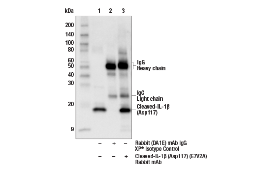 undefined Image 12: Mouse Reactive Inflammasome Antibody Sampler Kit