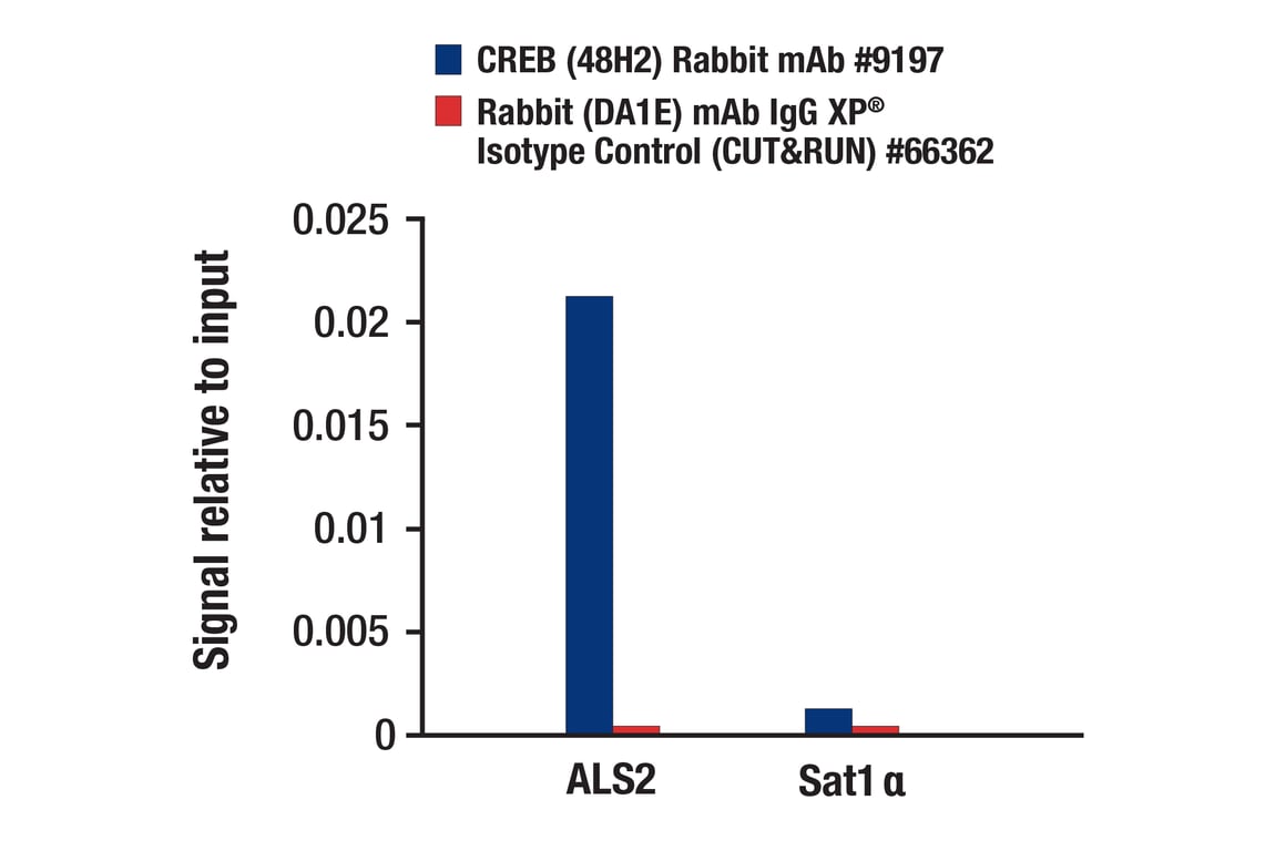 CUT & RUN Image 3: CREB (48H2) Rabbit Monoclonal Antibody