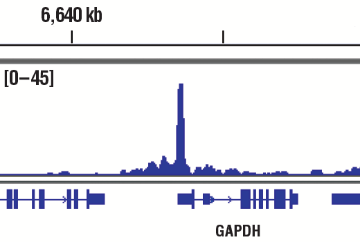 Chromatin Immunoprecipitation Image 1: TBP (D5C9H) Rabbit Monoclonal Antibody