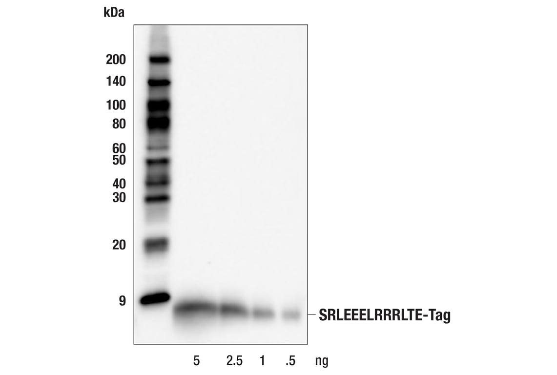 SRLEEELRRRLTE Tag (E1R1A) Mouse mAb (Binds to same epitope