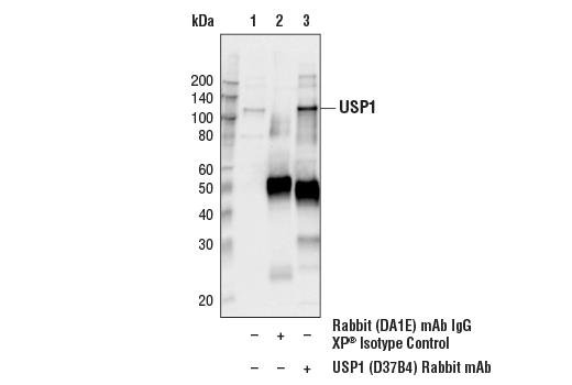 Immunoprecipitation Image 1: USP1 (D37B4) Rabbit Monoclonal Antibody