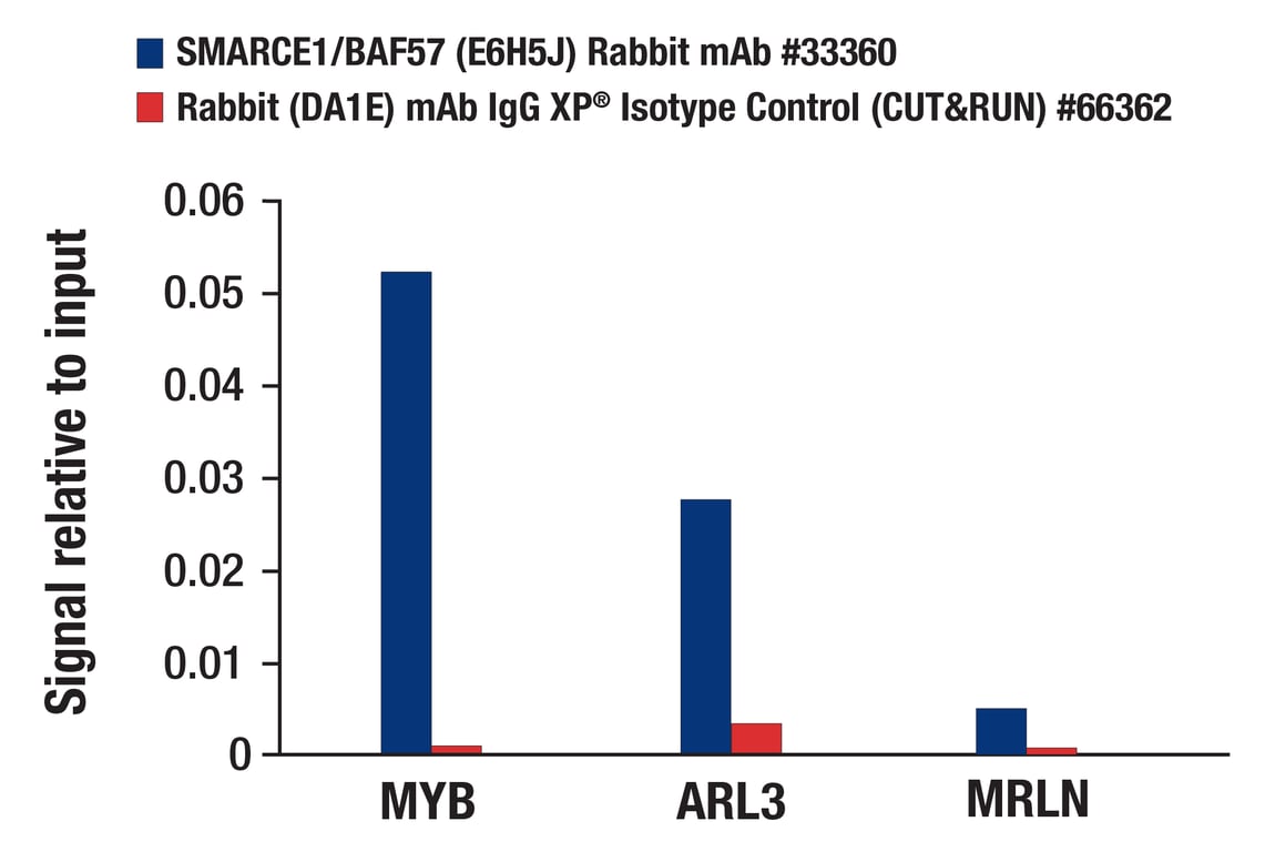 CUT & RUN Image 3: SMARCE1/BAF57 (E6H5J) Rabbit Monoclonal Antibody