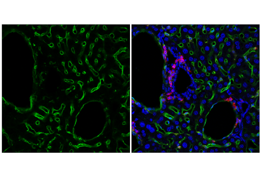Immunofluorescence Image 4: MSR1 (E4H1C) Rabbit Monoclonal Antibody
