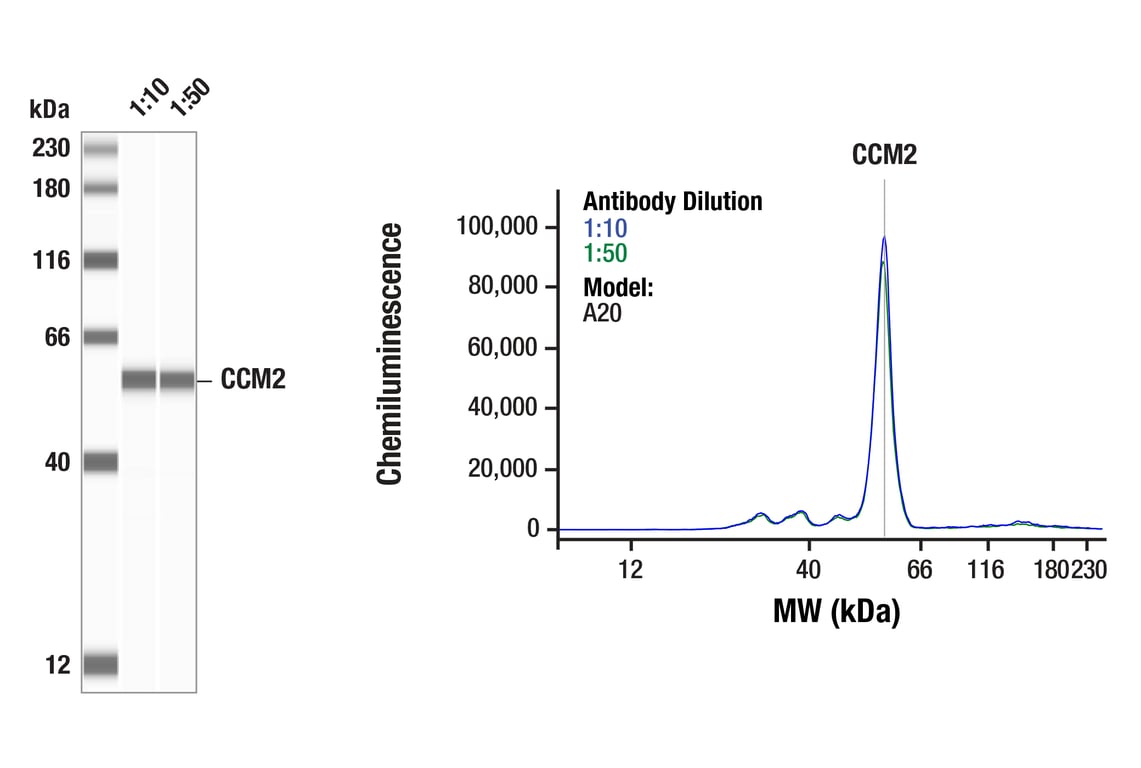 Western Blotting Image 1: CCM2 (F8G7Z) Rabbit Monoclonal Antibody