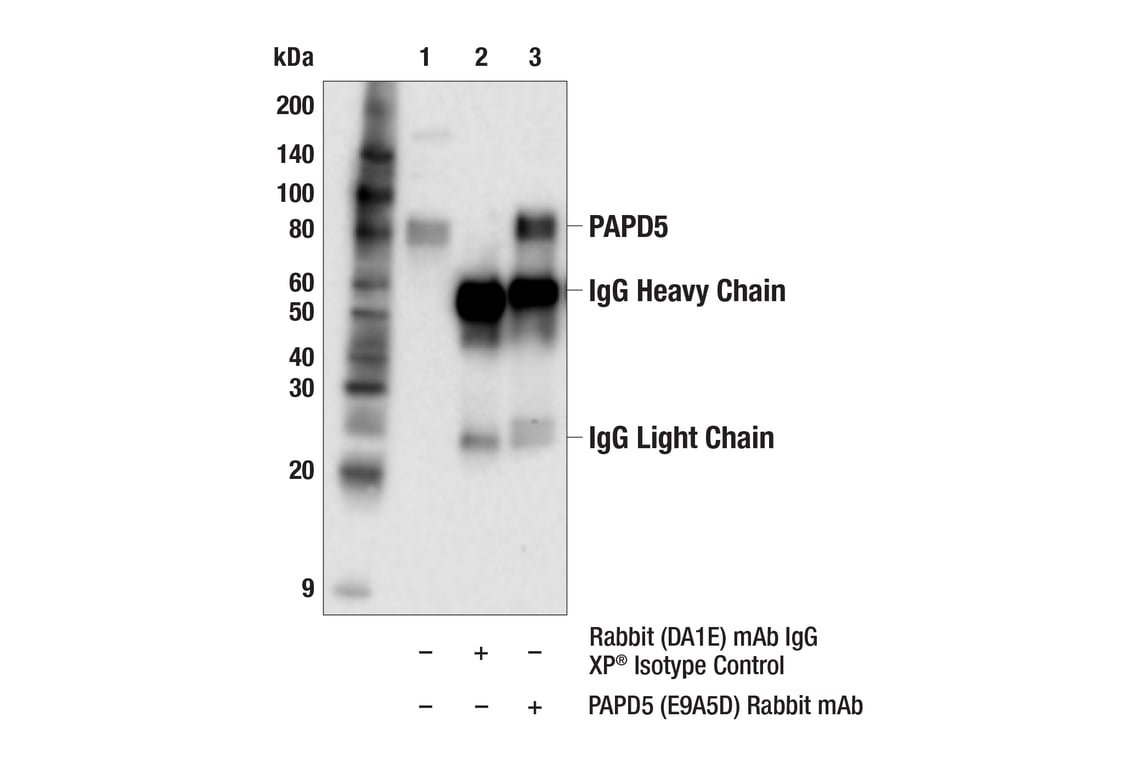 Immunoprecipitation Image 1: PAPD5 (E9A5D) Rabbit Monoclonal Antibody