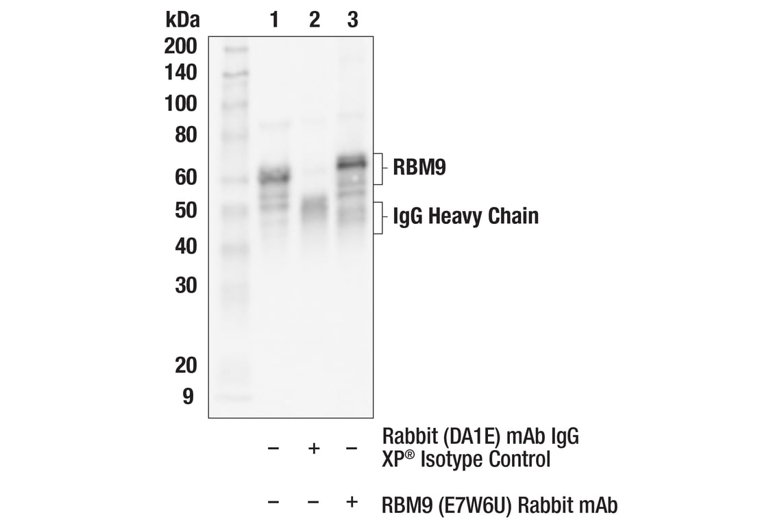 Immunoprecipitation Image 1: RBM9 (E7W6U) Rabbit Monoclonal Antibody