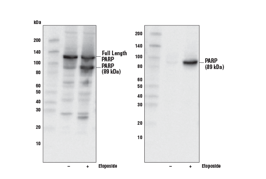 undefined Image 2: Jurkat Apoptosis Cell Extracts (etoposide)