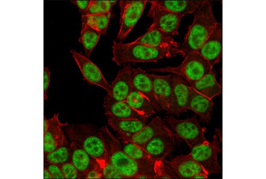 Immunofluorescence Image 1: HAUSP (D17C6) Rabbit Monoclonal Antibody (BSA and Azide Free)