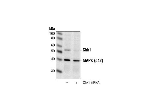 Western Blotting Image 2: Chk1 Antibody