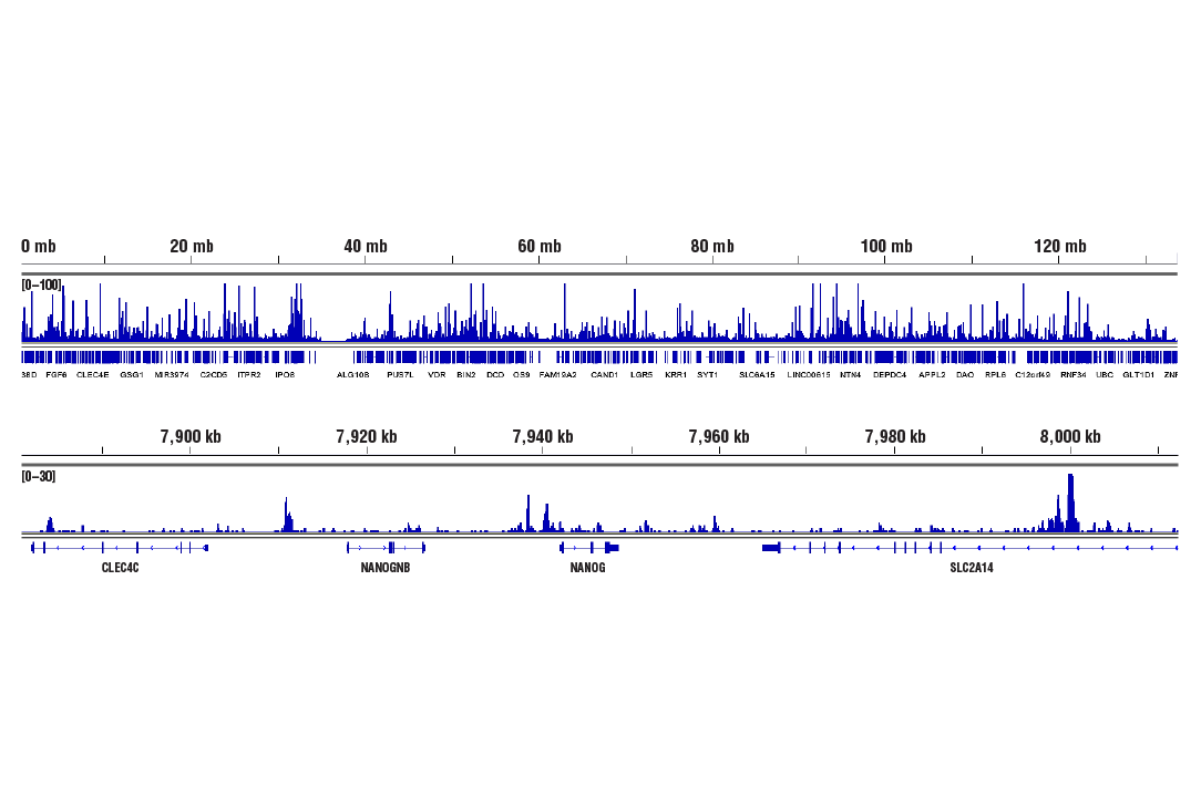 CUT & RUN Image 2: Sox2 (D9B8N) Rabbit Monoclonal Antibody