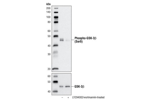 Western Blotting Image 2: Phospho-GSK-3 beta (Ser9) (D85E12) Rabbit Monoclonal Antibody (BSA and Azide Free)