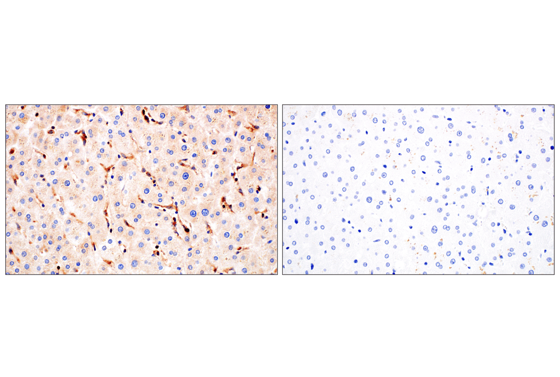 Immunohistochemistry Image 10: RhoA (67B9) Rabbit Monoclonal Antibody