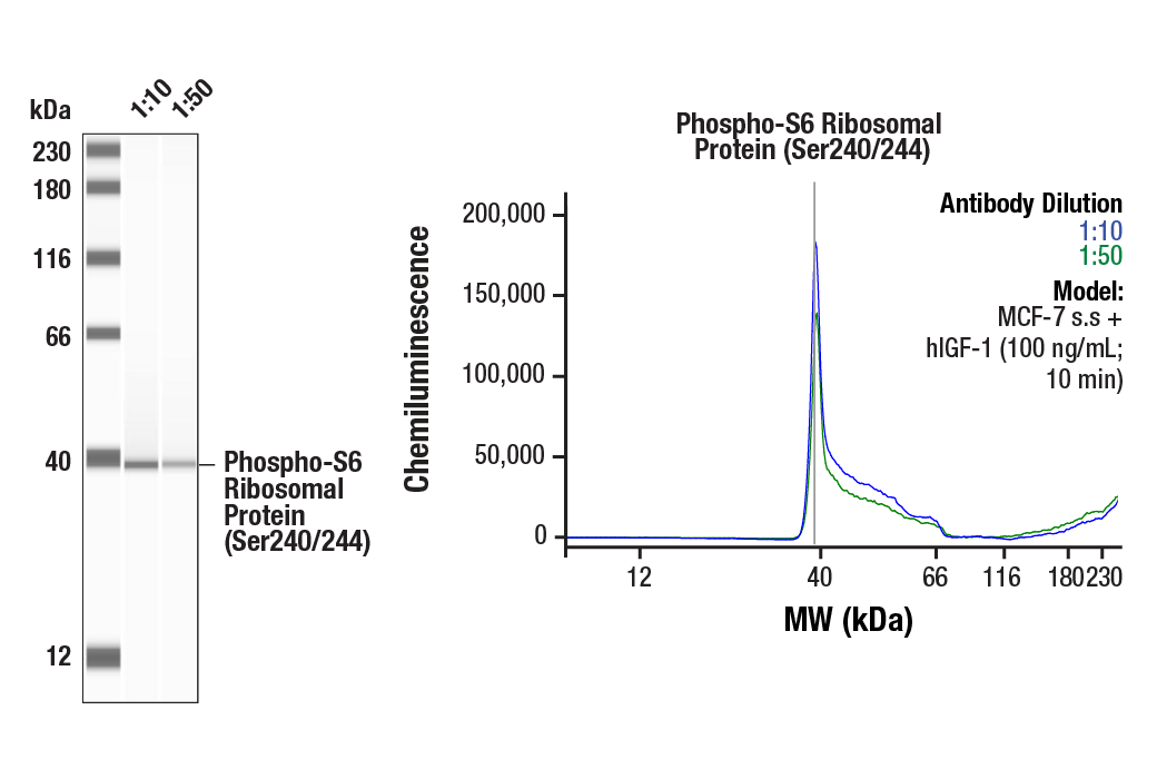 Western Blotting Image 1: Phospho-S6 Ribosomal Protein (Ser240/244) (D68F8) Rabbit Monoclonal Antibody