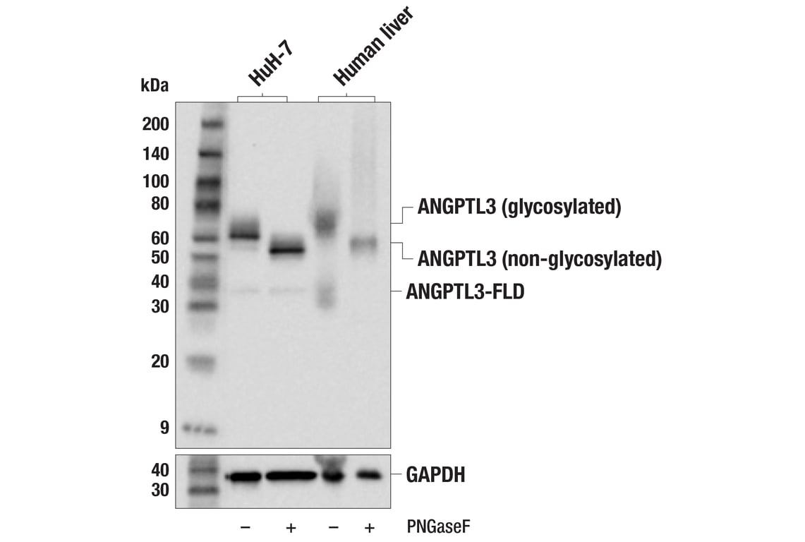 Western Blotting Image 3: ANGPTL3 (F8N1Q) Rabbit Monoclonal Antibody