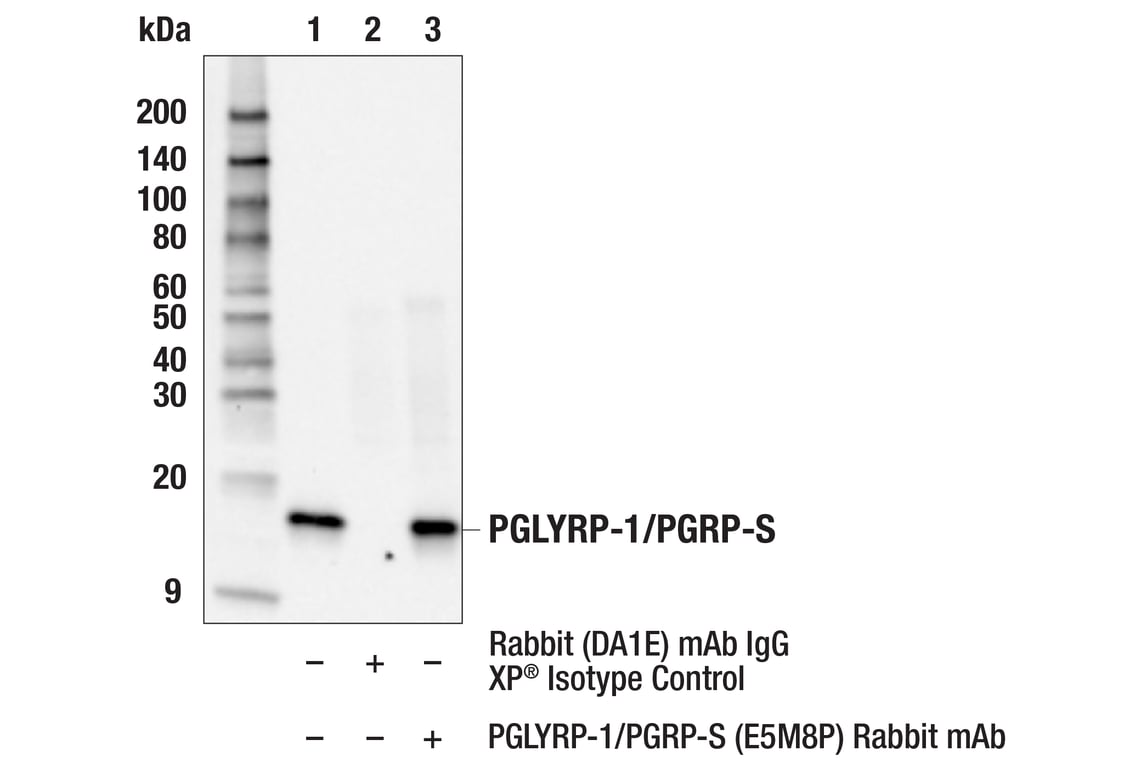 Immunoprecipitation Image 1: PGLYRP-1/PGRP-S (E5M8P) Rabbit Monoclonal Antibody