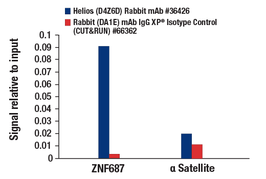CUT & RUN Image 3: Helios (D4Z6D) Rabbit Monoclonal Antibody