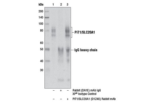 Immunoprecipitation Image 1: PiT1/SLC20A1 (D1Z4X) Rabbit Monoclonal Antibody