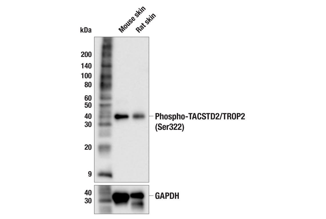 Western Blotting Image 3: Phospho-TACSTD2/TROP2 (Ser322) Antibody
