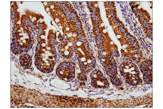 Immunohistochemistry Image 4: COX IV (D6I4K) Rabbit Monoclonal Antibody
