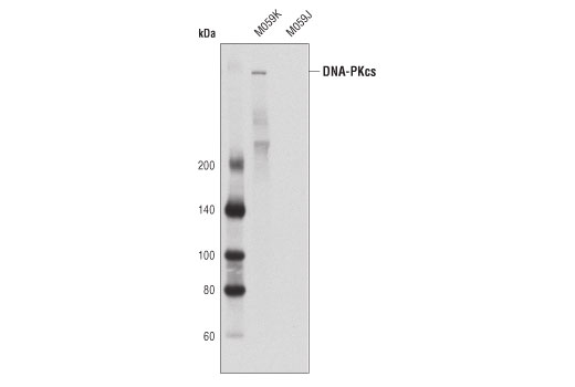 Western Blotting Image 2: DNA-PKcs (3H6) Mouse Monoclonal Antibody