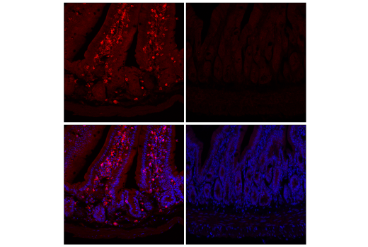 Immunofluorescence Image 2: Stat1 (D4Y6Z) Rabbit Monoclonal Antibody (BSA and Azide Free)