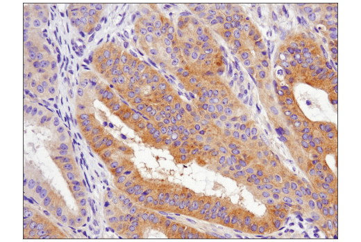 Immunohistochemistry Image 3: Phospho-AMPKα (Thr172) (D4D6D) Rabbit mAb