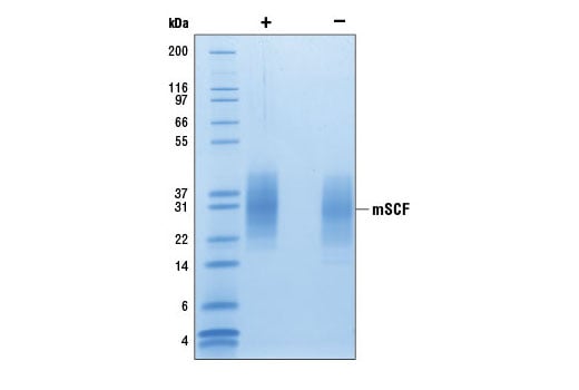 undefined Image 2: Mouse Stem Cell Factor (mSCF)