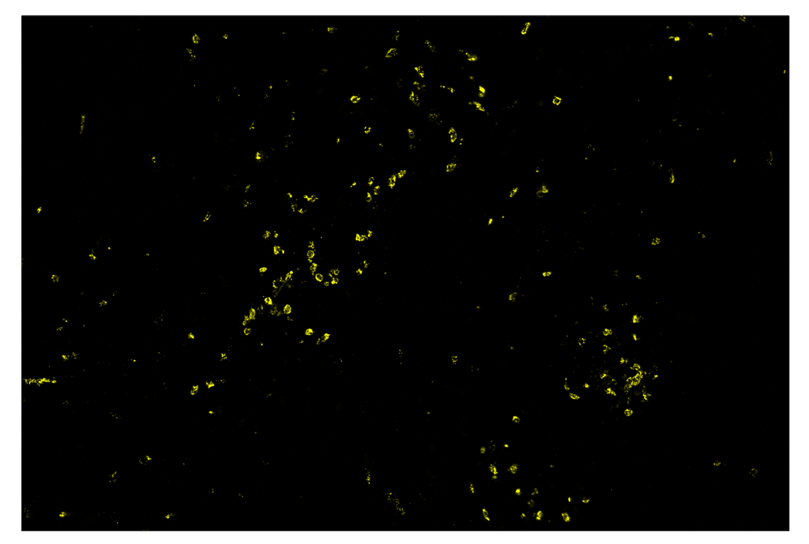 Immunohistochemistry Image 3: Myeloperoxidase (E1E7I) & CO-0138-750 SignalStar<sup>™</sup> Oligo-Antibody Pair
