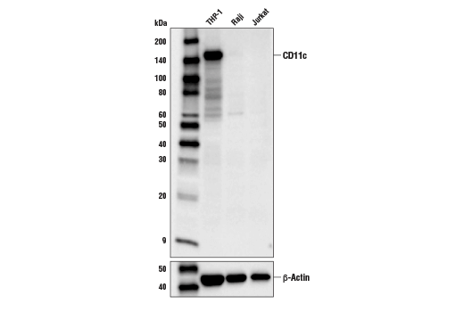 Western Blotting Image 1: CD11c (D3V1E) XP<sup>®</sup> Rabbit mAb (BSA and Azide Free)