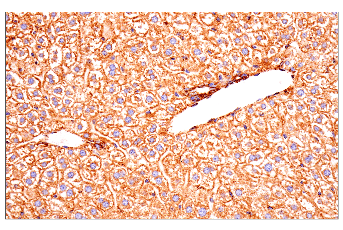 Immunohistochemistry Image 10: TSPO (F5B8F) Rabbit Monoclonal Antibody