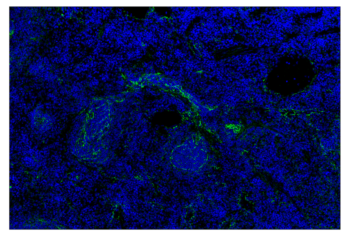 Immunohistochemistry Image 1: N-Cadherin (D4R1H) & CO-0153-647 SignalStar<sup>™</sup> Oligo-Antibody Pair