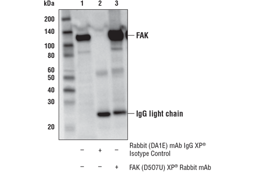 Immunoprecipitation Image 1: FAK (D5O7U) Rabbit Monoclonal Antibody
